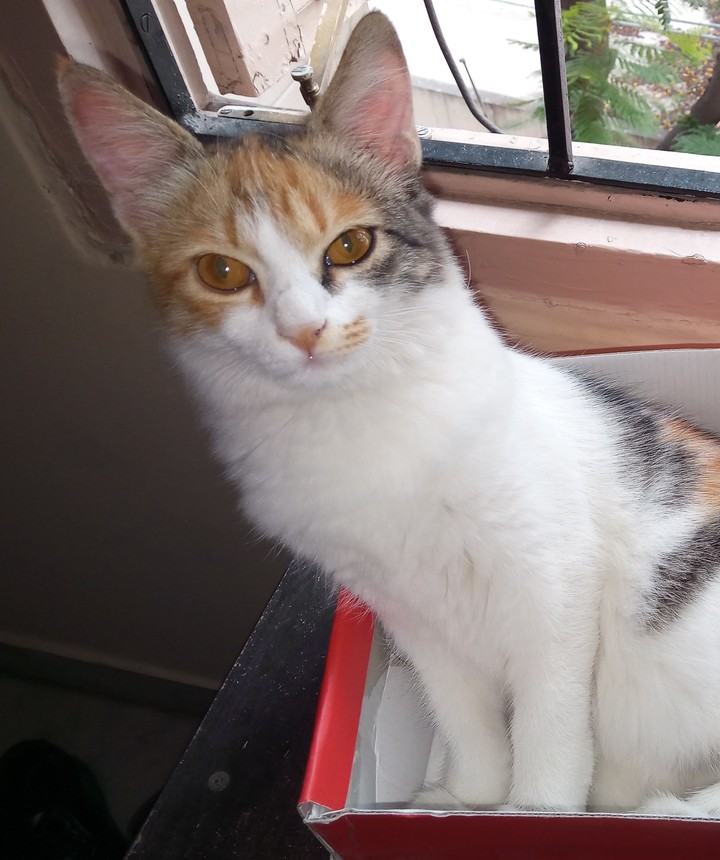 Cat