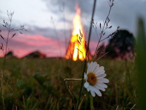 Daisy