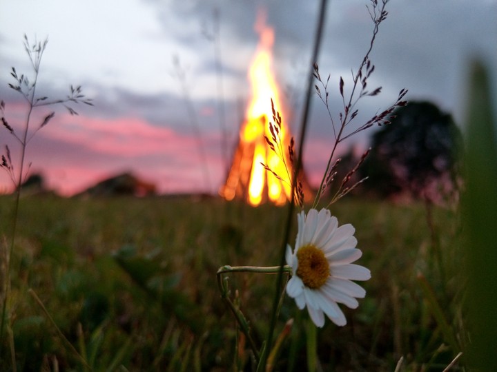 Daisy