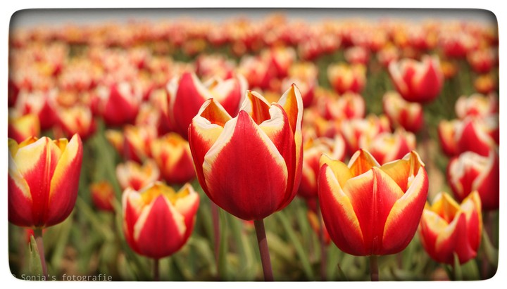 tulip