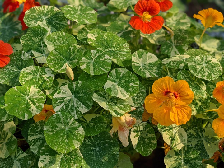 小花flower