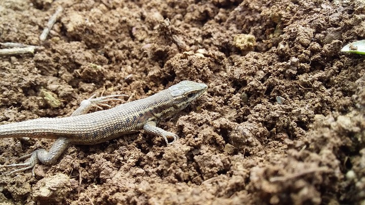 The lizard of the Marivan Mountains