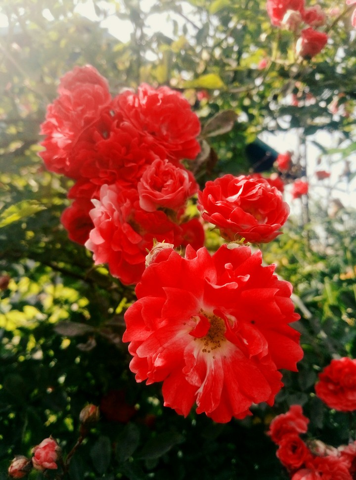 roses