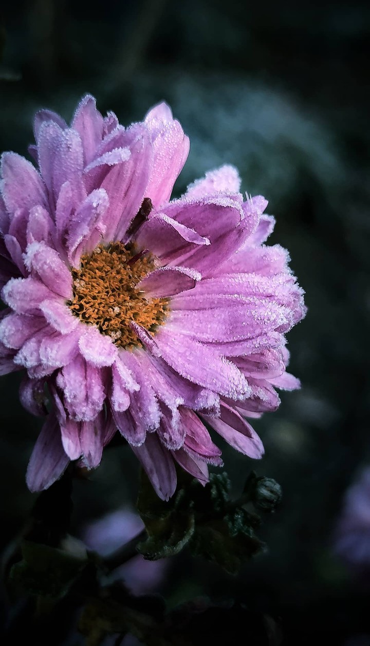 frozen flower