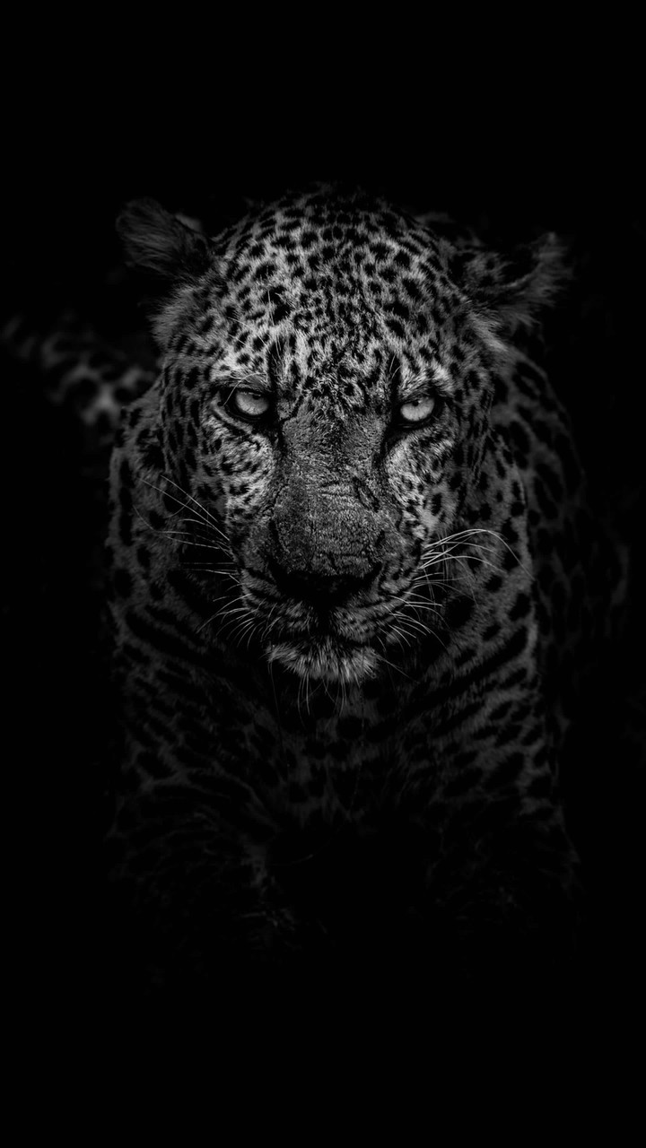 leopard
