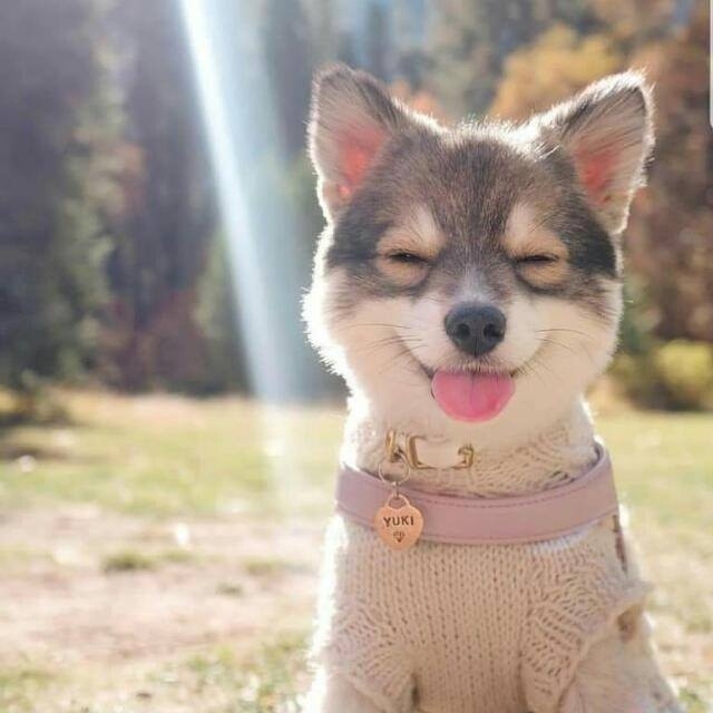 Husky