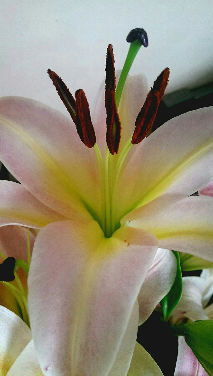 Lily