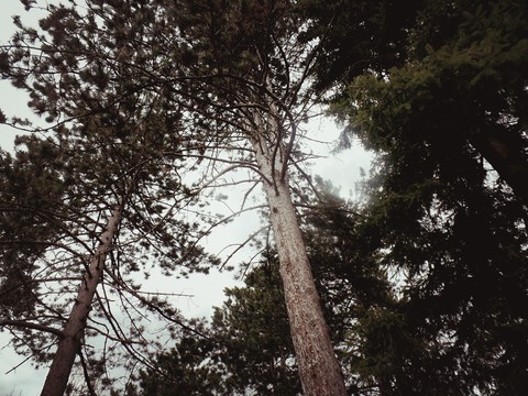 Borovo drveće