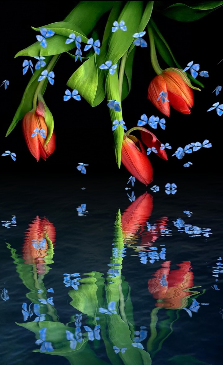 tulip