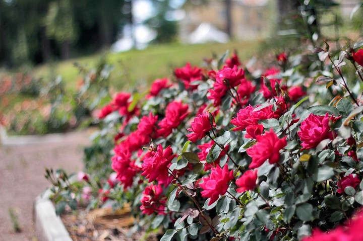 rose 14