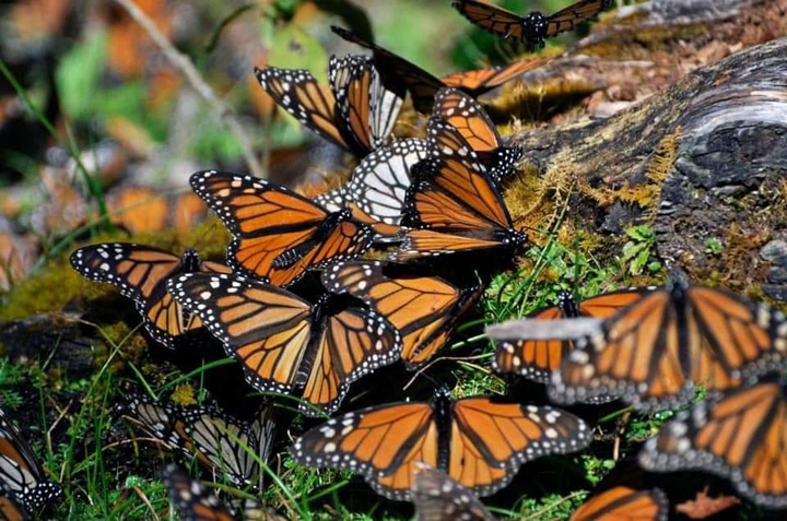 Mariposa Monarca