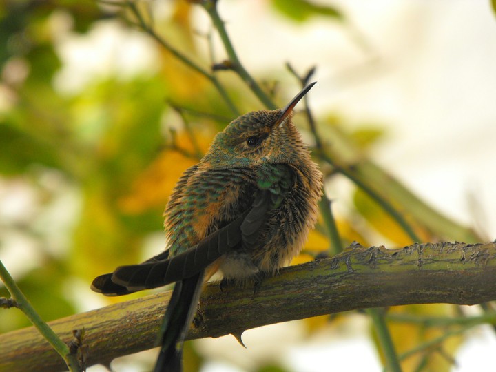 hummingbird baby