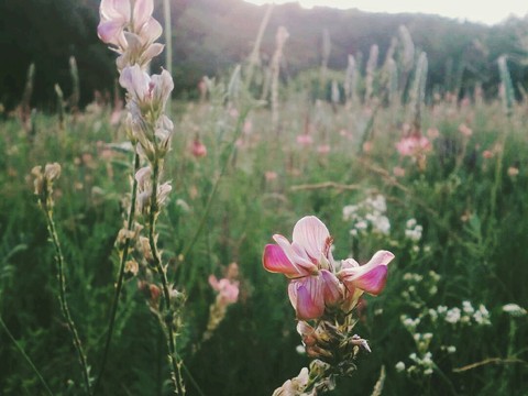 Blossom