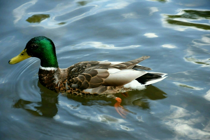 Ente