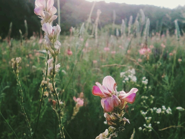 Blossom