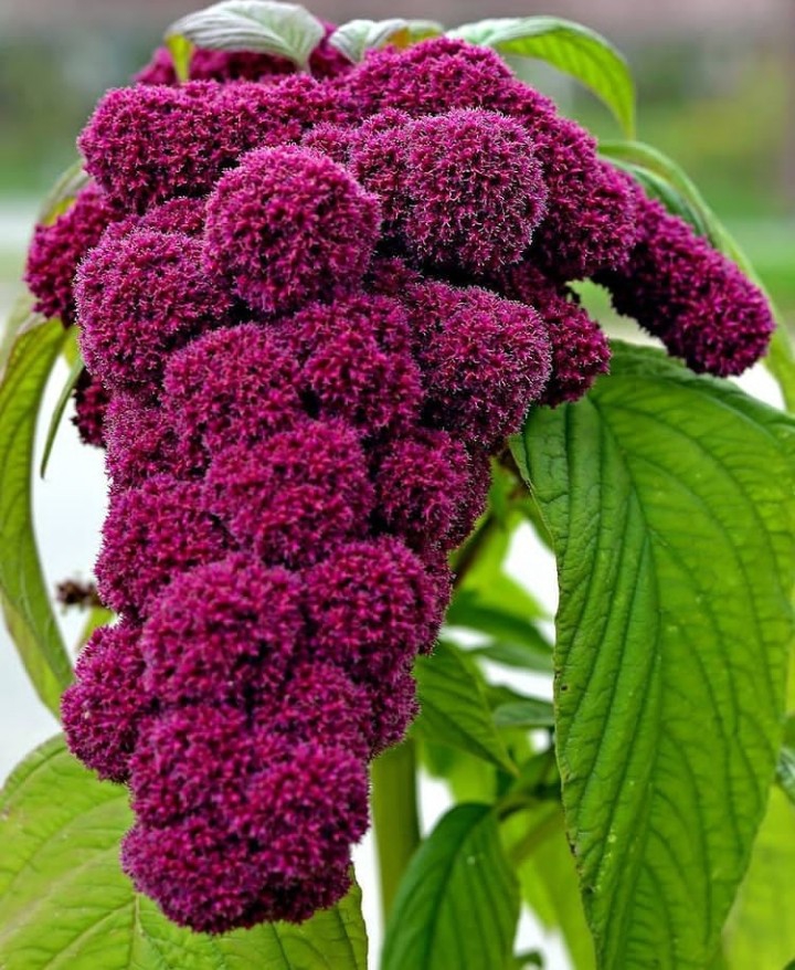 plant