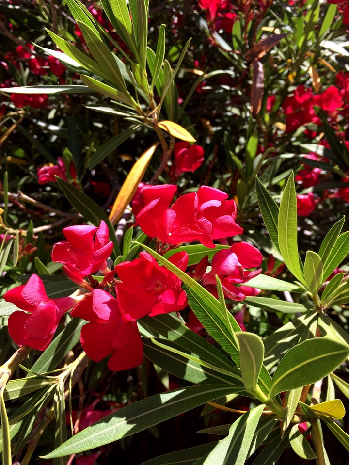 flowers