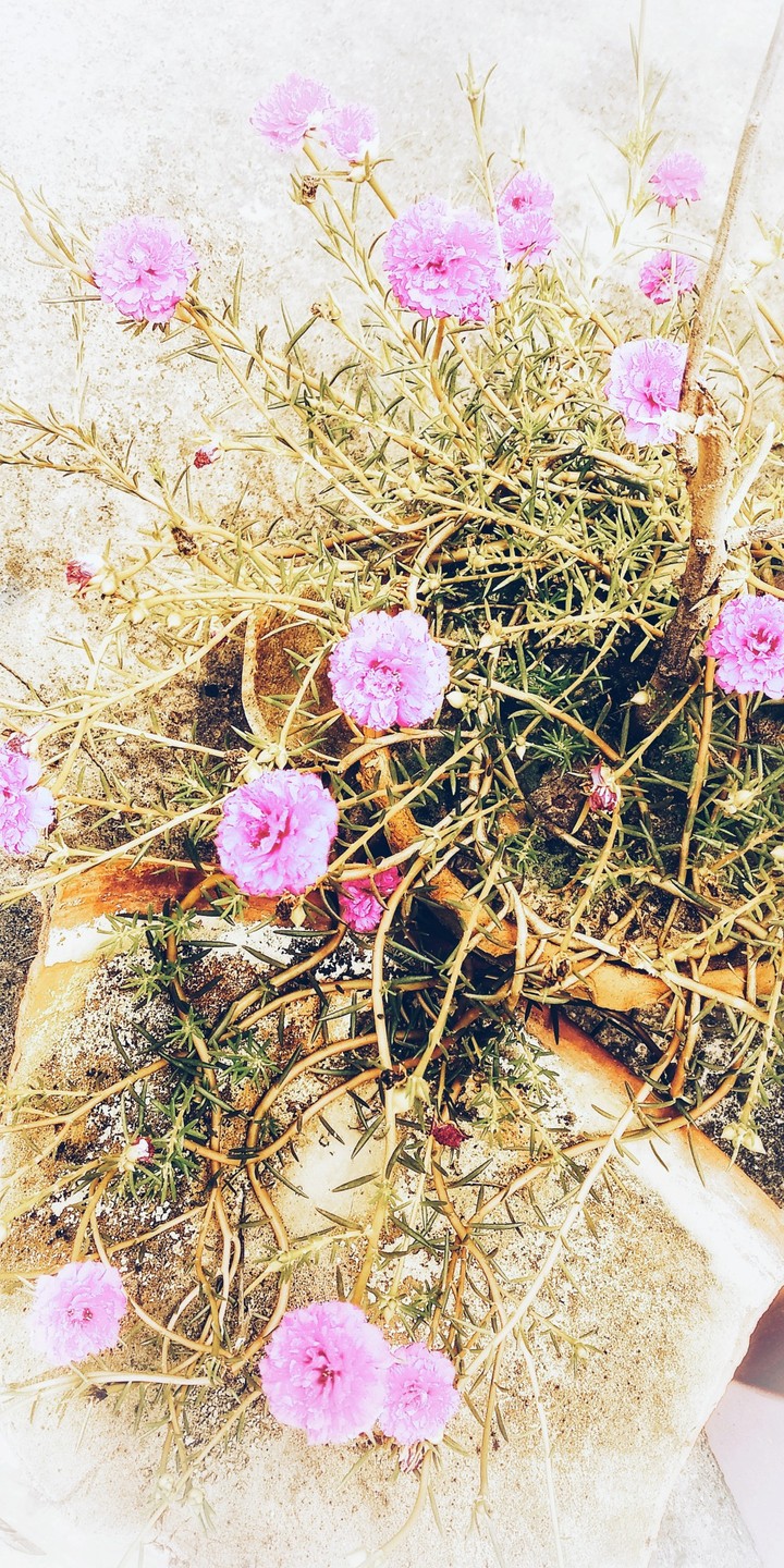 #Flowers