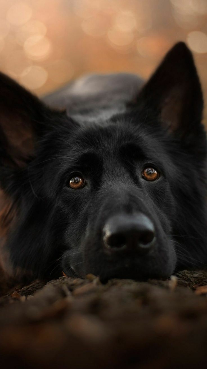 My Belgian Shepherd