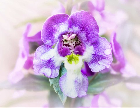blossom