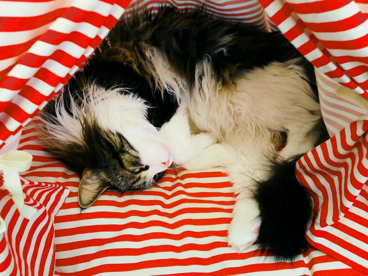 猫