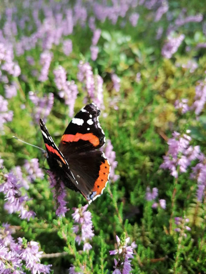 butterfly in the forest