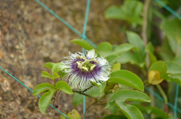 flower