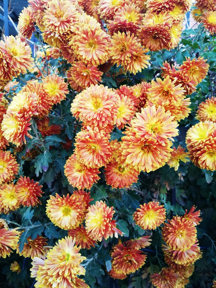 Flowers