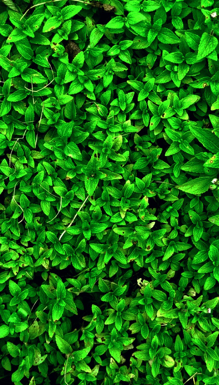 leafs
