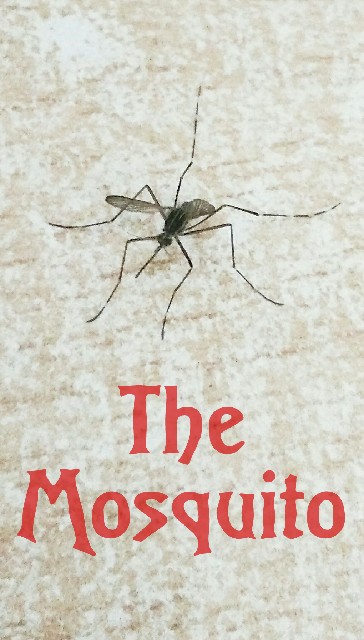 The Mosquito