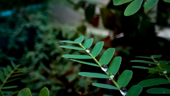 plants
