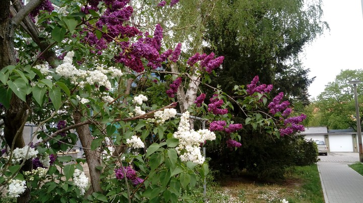 lilac