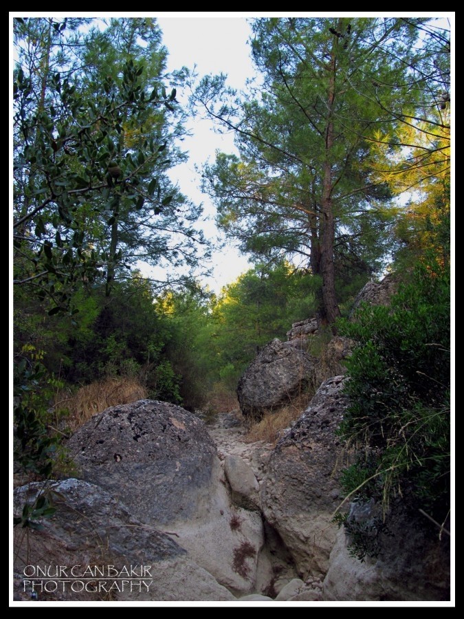 nature