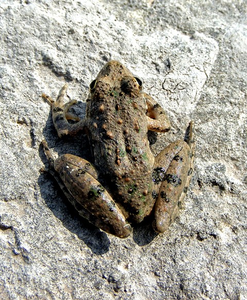 frog on a rock