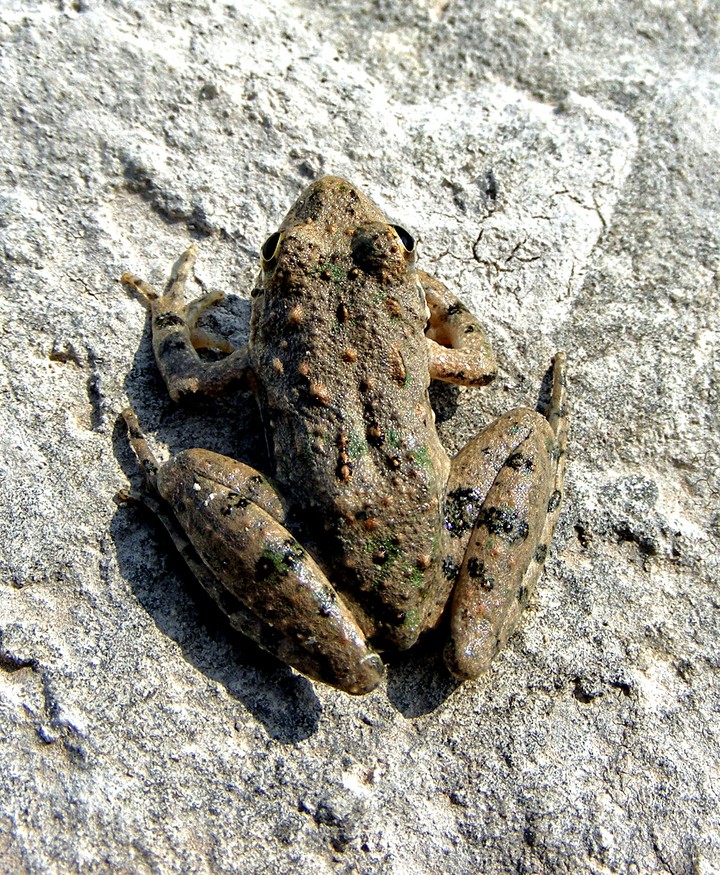 frog on a rock