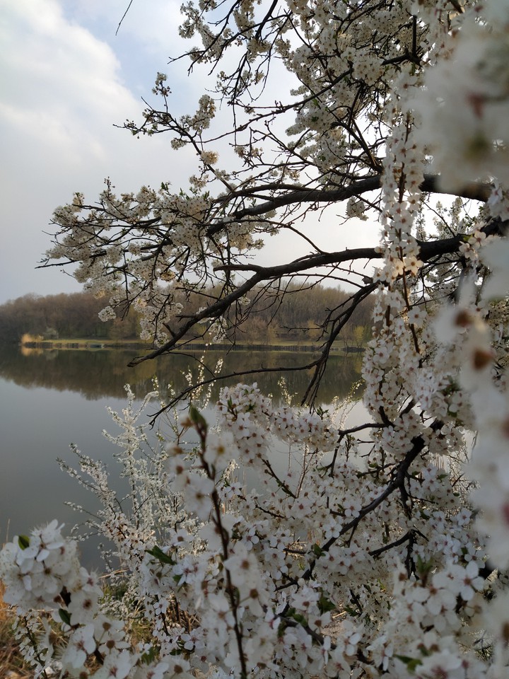 spring