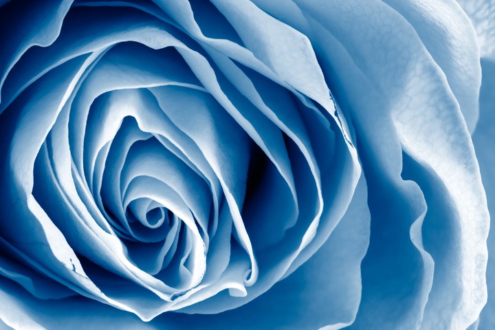 Blue Rose Macro