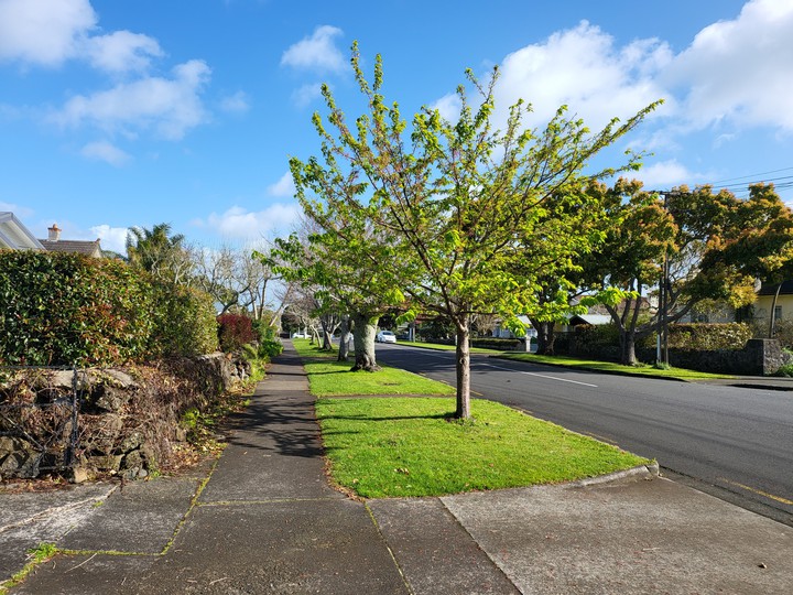 Auckland Rossgrove Tc at 9am Sep 11,2021