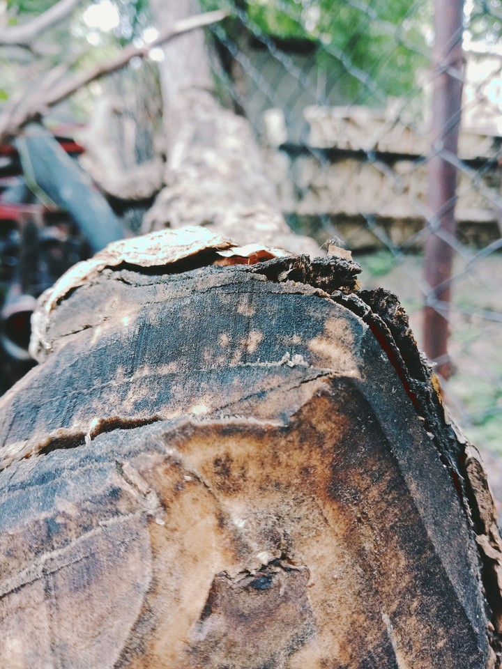 wood