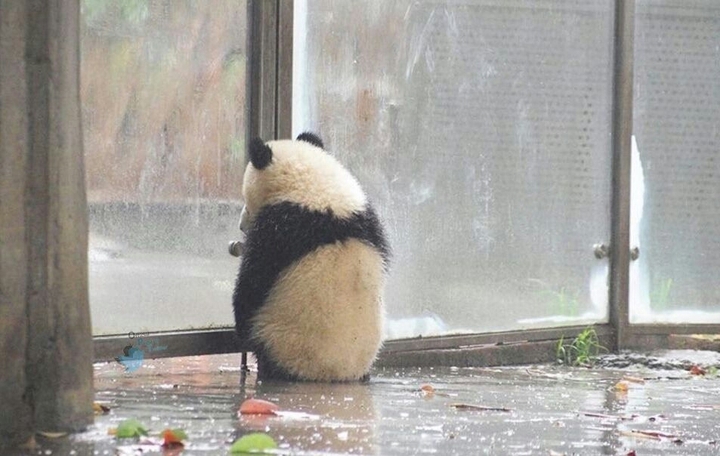 panda