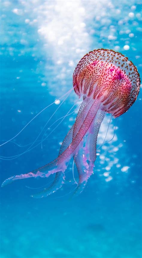 jellyfish