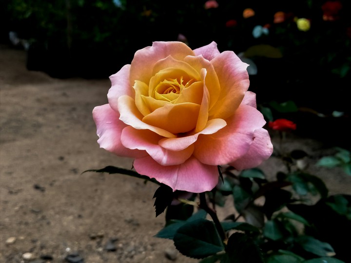 beautiful flower