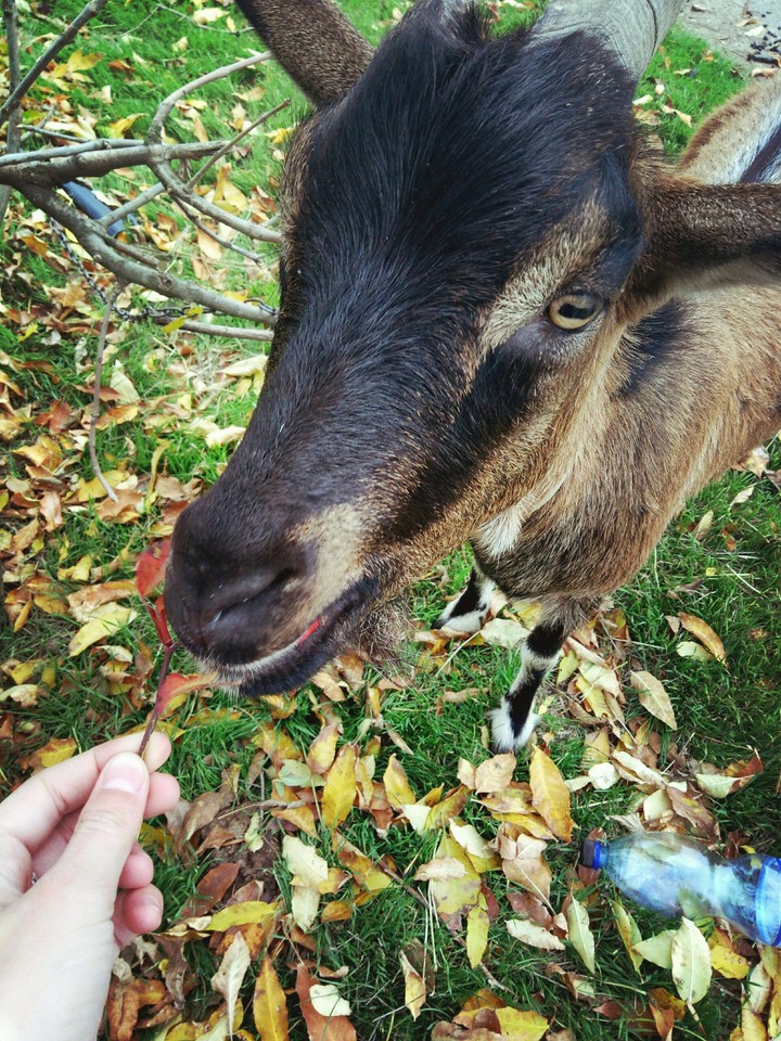 Козачка кушает