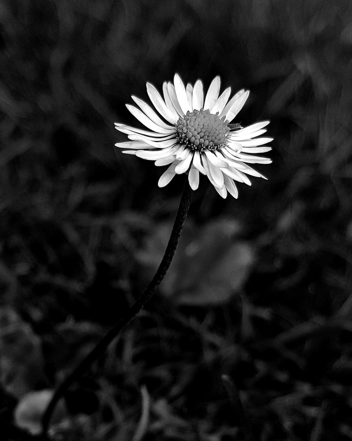 B&W Daisy