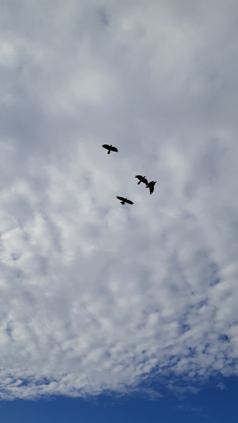 blue, cloud wallpapers