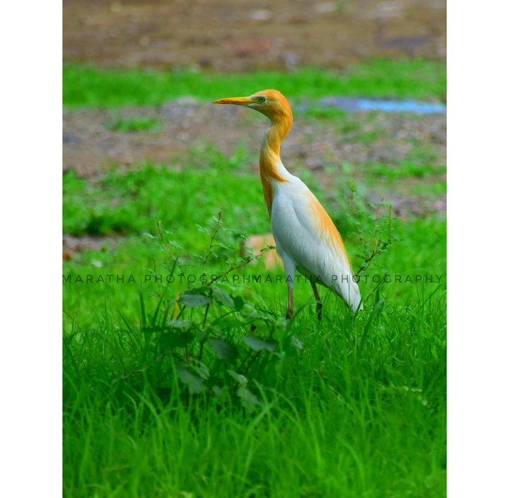 Maratha Photography