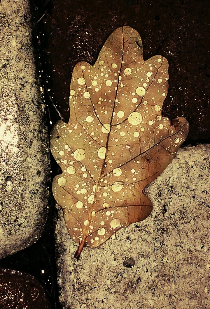 autumn