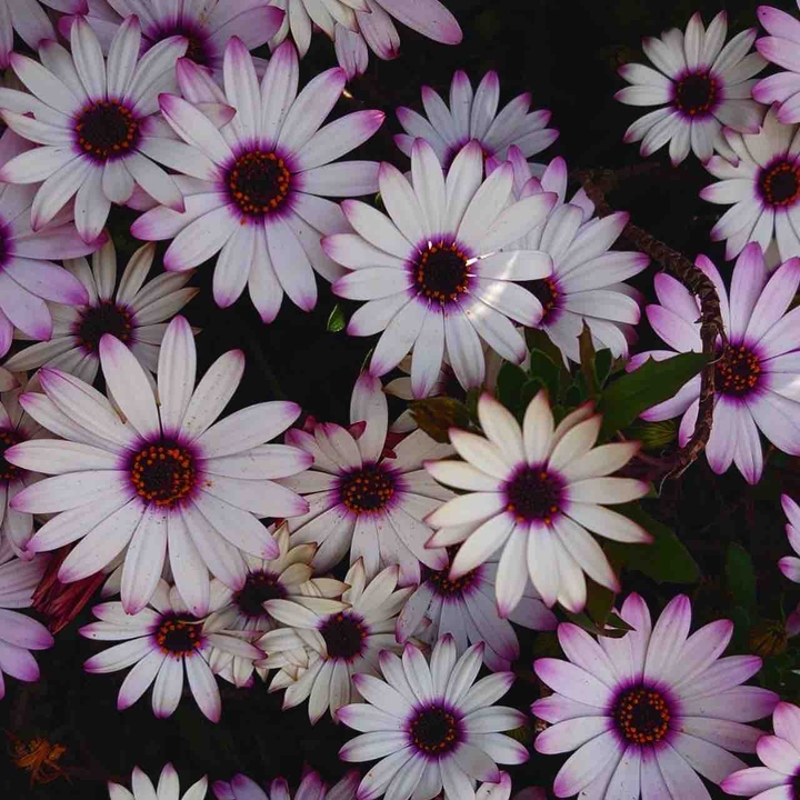 Osteospermum