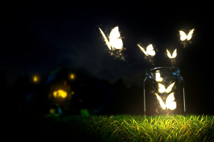 Butterfly