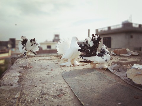 pigeon